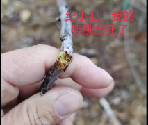 <b>大连瓦房店：樱桃树遭遇无声屠杀谁是凶手？</b>