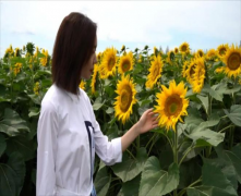 <b>五大连池市: 打造彩色农业示范带</b>