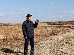 黑龙江桦南：荒地变沃土后开荒成果竟然遭抢夺