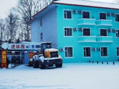 游客长白山观赏东北虎因何常吃“闭门羹